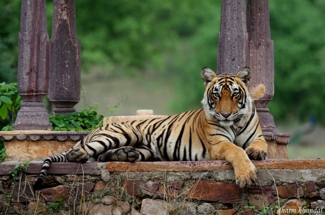 Ranthambore1